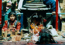 Stier und Ziegenopfer zum Frühlingsfest in KATHMANDU (Nepal)